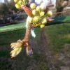 梨の花が膨らんできました。