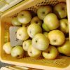 梨の収穫が始まりました