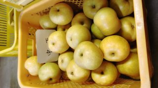 梨の収穫が始まりました