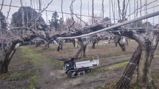 梨山の冬作業が進んでいます。